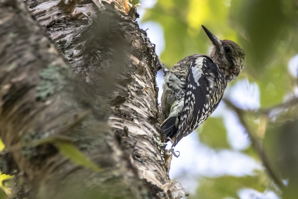 Yellow-bellied Sapsucker - ML265672881