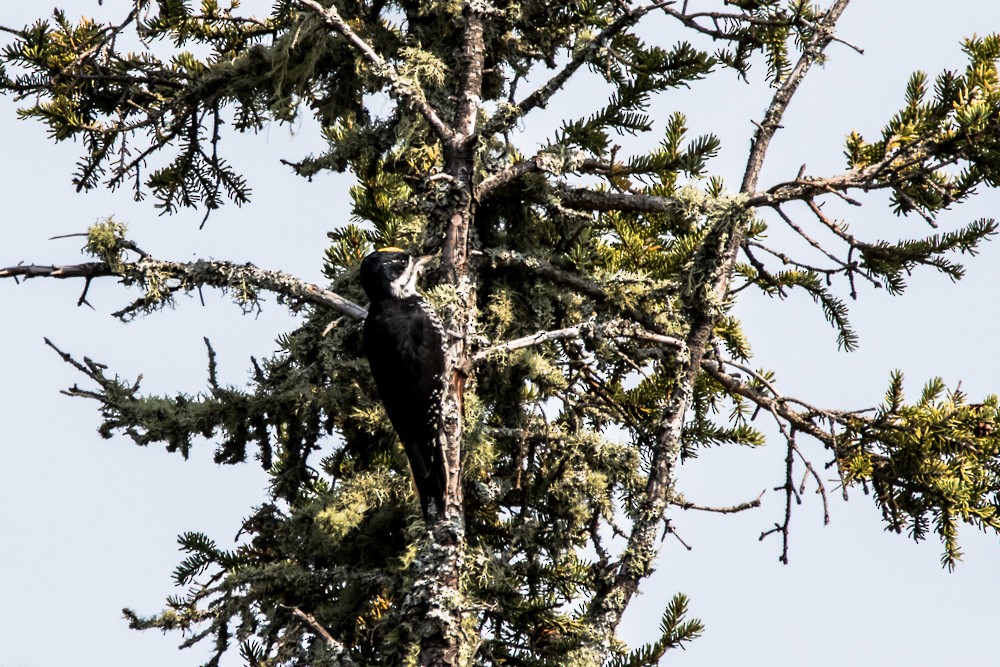 Black-backed Woodpecker - ML265672931