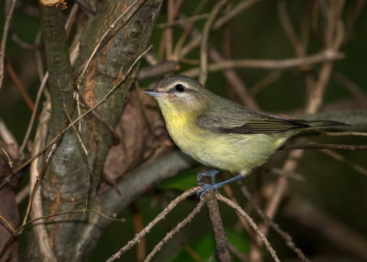 Vireo de Filadelfia - ML265673171