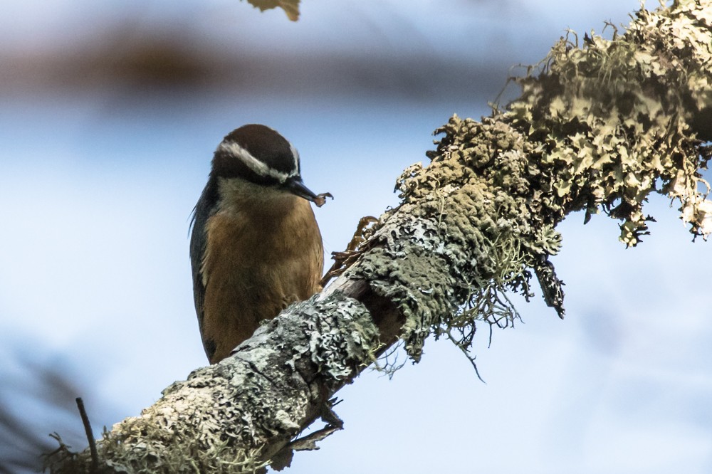 Red-breasted Nuthatch - Jean-Guy Papineau