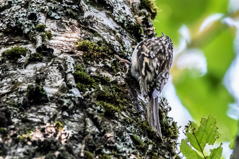 Brown Creeper - ML265673251