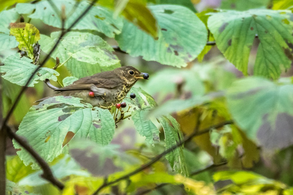 Swainson's Thrush - ML265673331