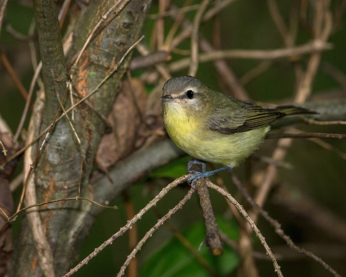 Philadelphia Vireo - ML265673371