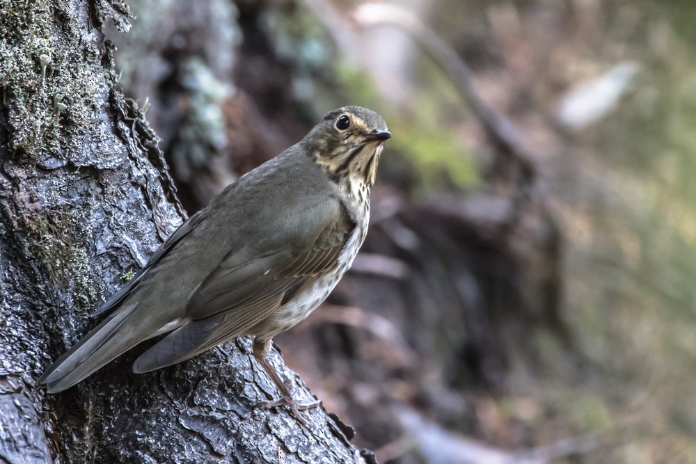 Swainson's Thrush - ML265673441