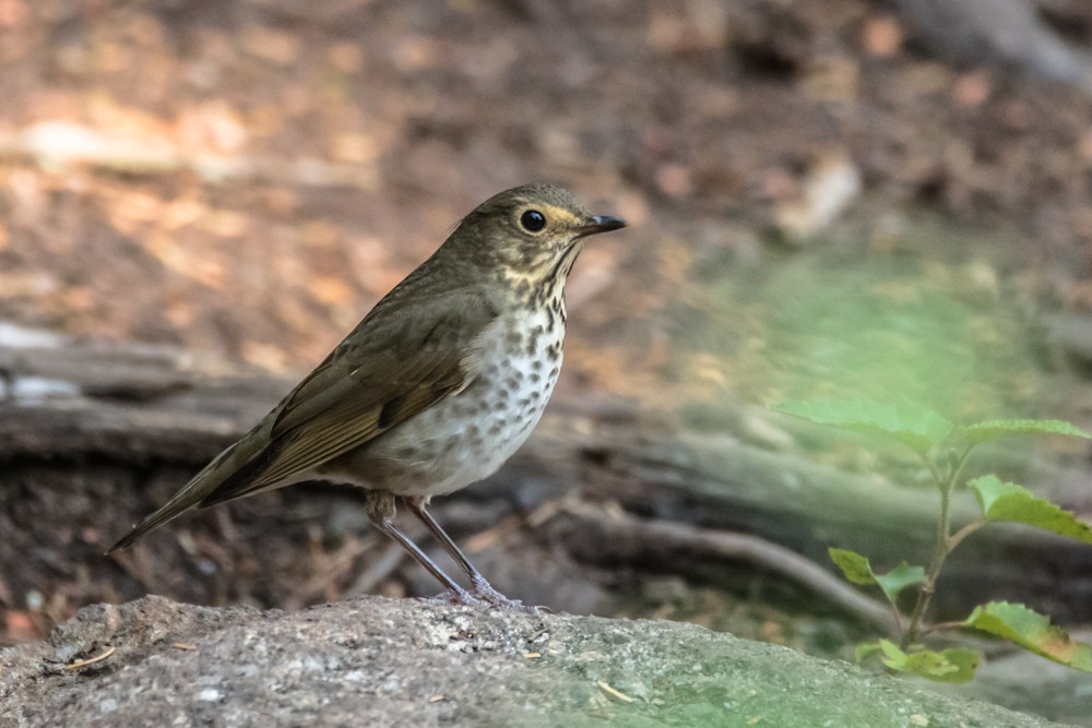 Swainson's Thrush - ML265673471