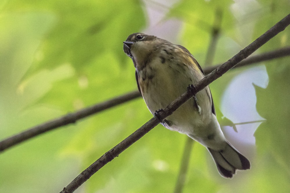 Yellow-rumped Warbler - ML265673561