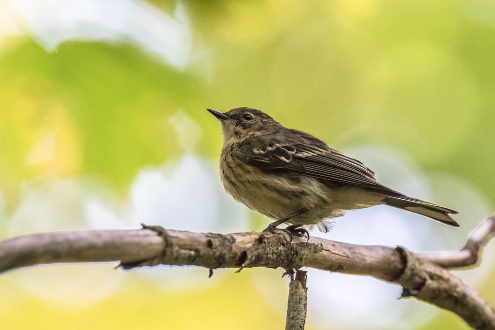 Yellow-rumped Warbler - ML265673691