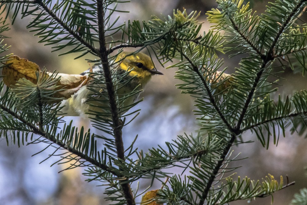 Black-throated Green Warbler - ML265673741