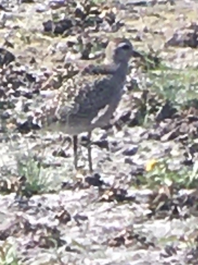 Prärie-Goldregenpfeifer - ML265675241