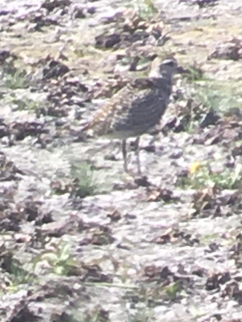 Prärie-Goldregenpfeifer - ML265675251