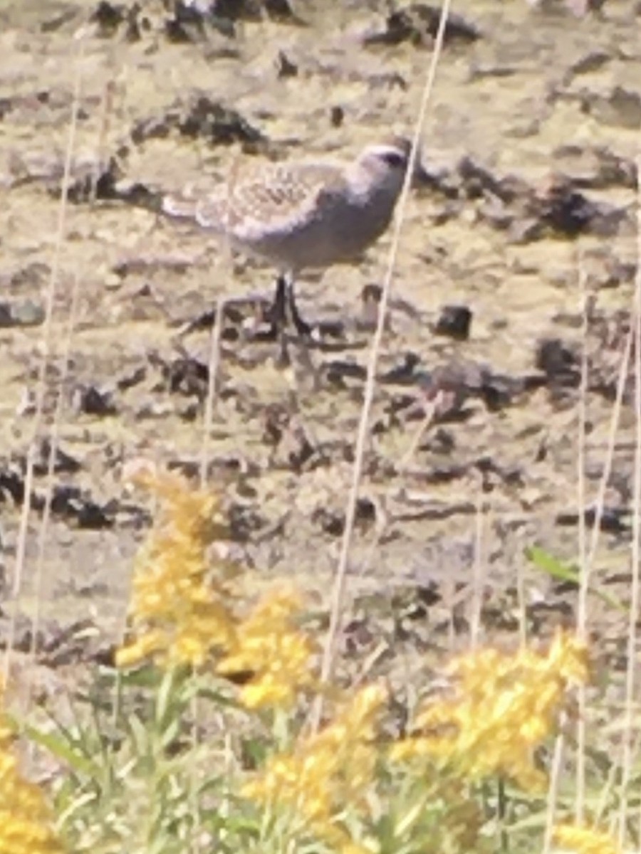 Prärie-Goldregenpfeifer - ML265675261