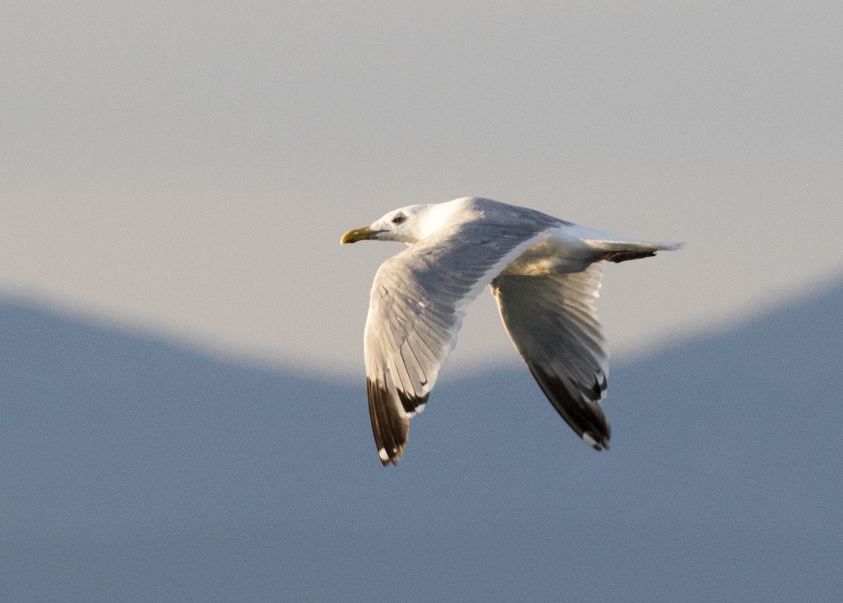 Gaviota Argéntea - ML265675691