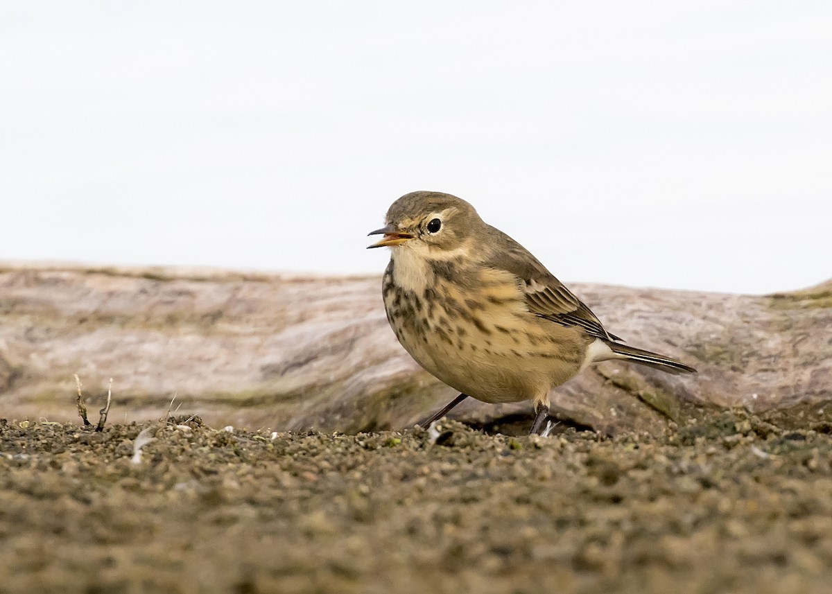 American Pipit - ML265675841