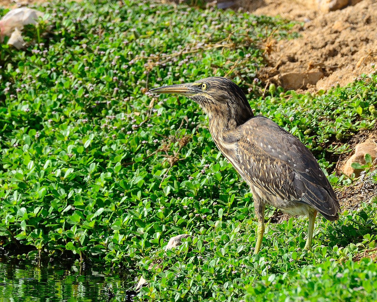 Striated Heron - ML265677691