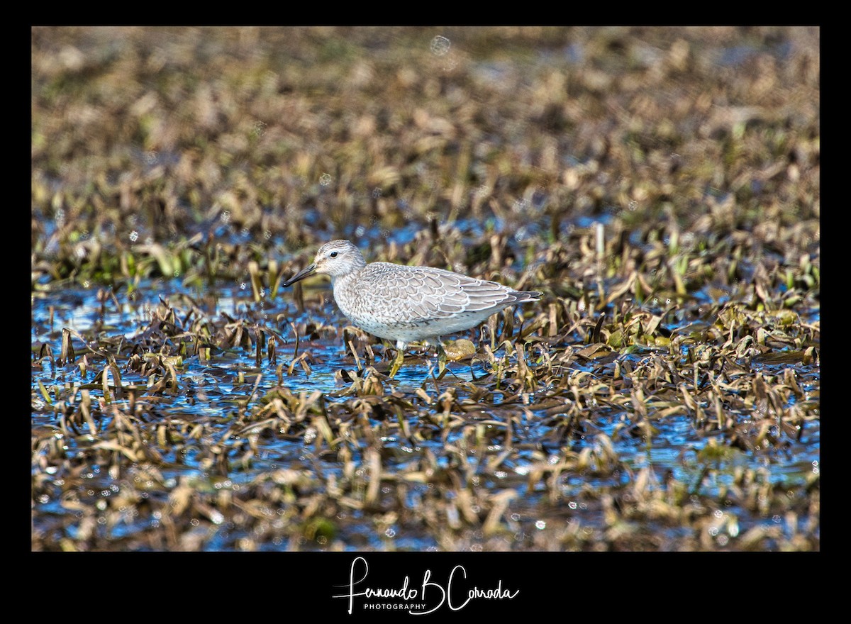 Red Knot - ML265677961