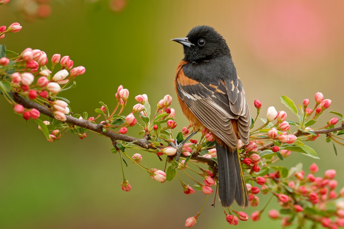 Orchard Oriole - Linda Petersen