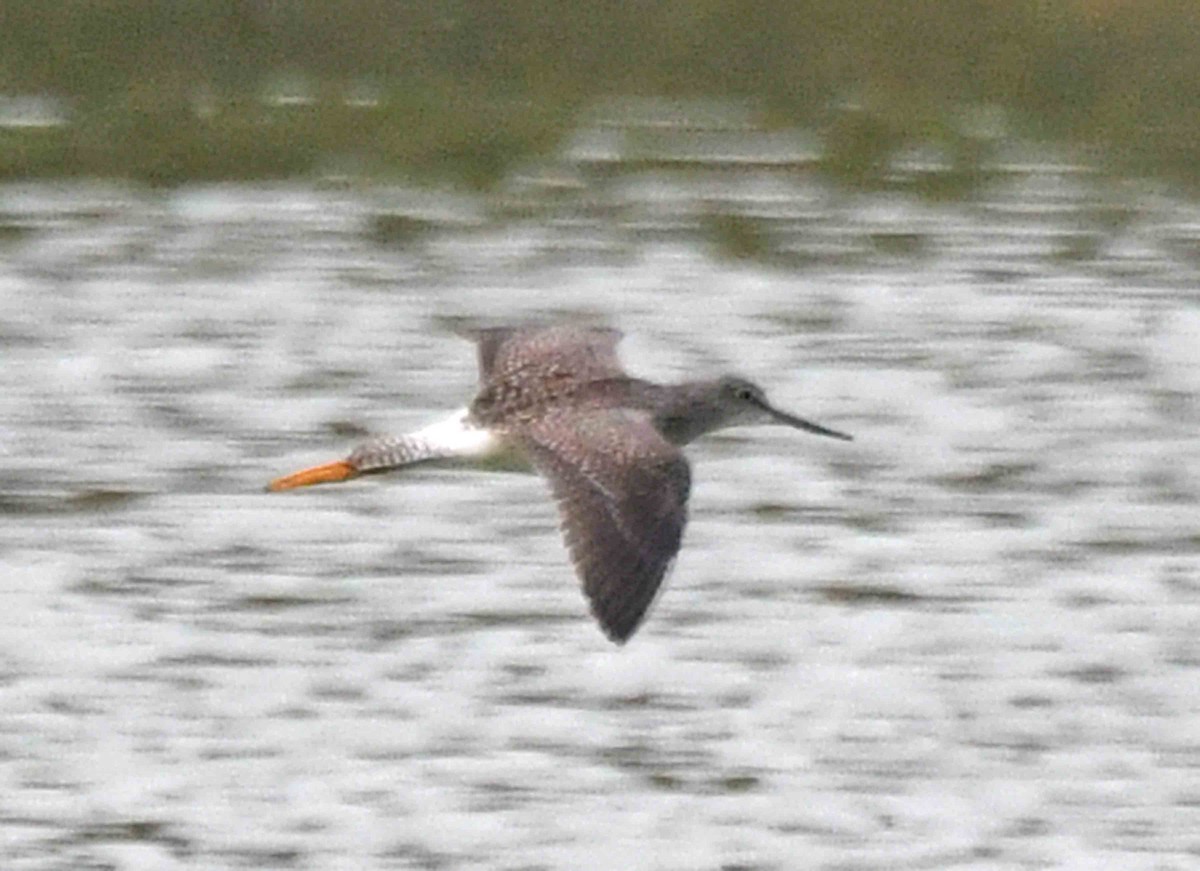 Greater Yellowlegs - ML265685401