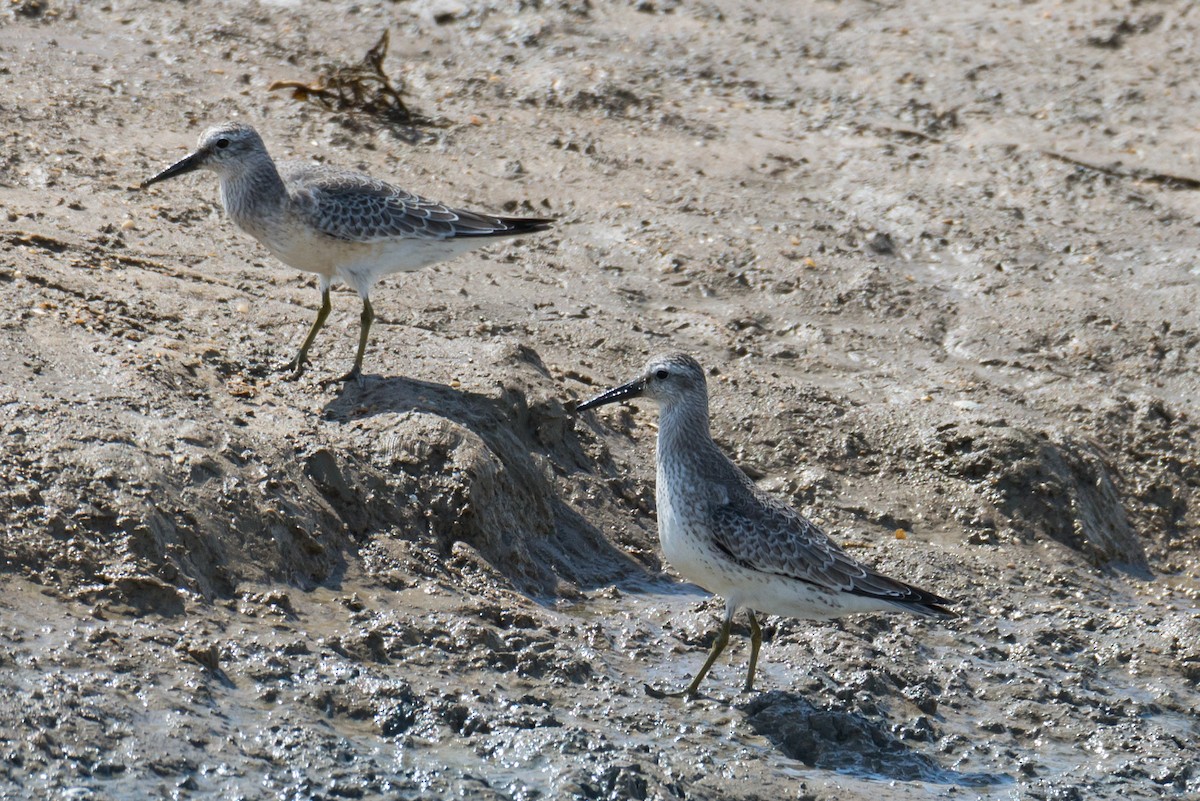 Red Knot - ML265687791