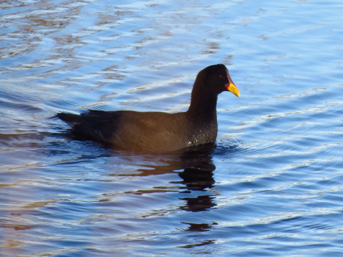Red-fronted Coot - ML265689391