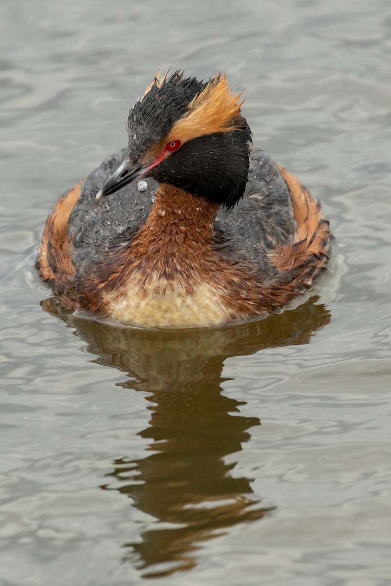 Horned Grebe - ML265690591