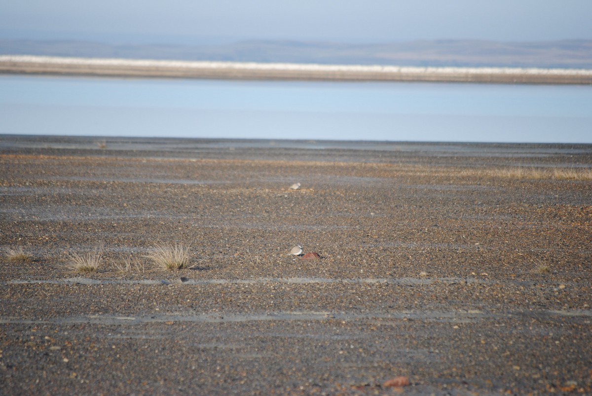 Piping Plover - ML265691921