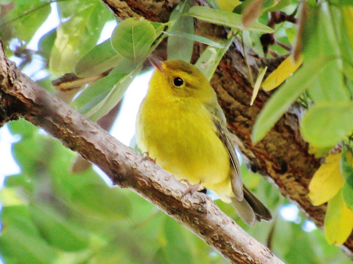 Wilson's Warbler - ML265692061