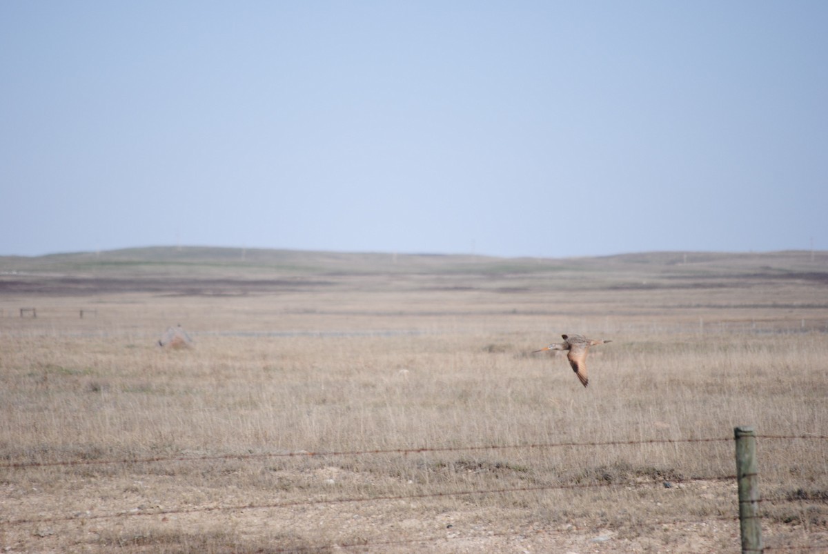 Marbled Godwit - Gabriel Foley