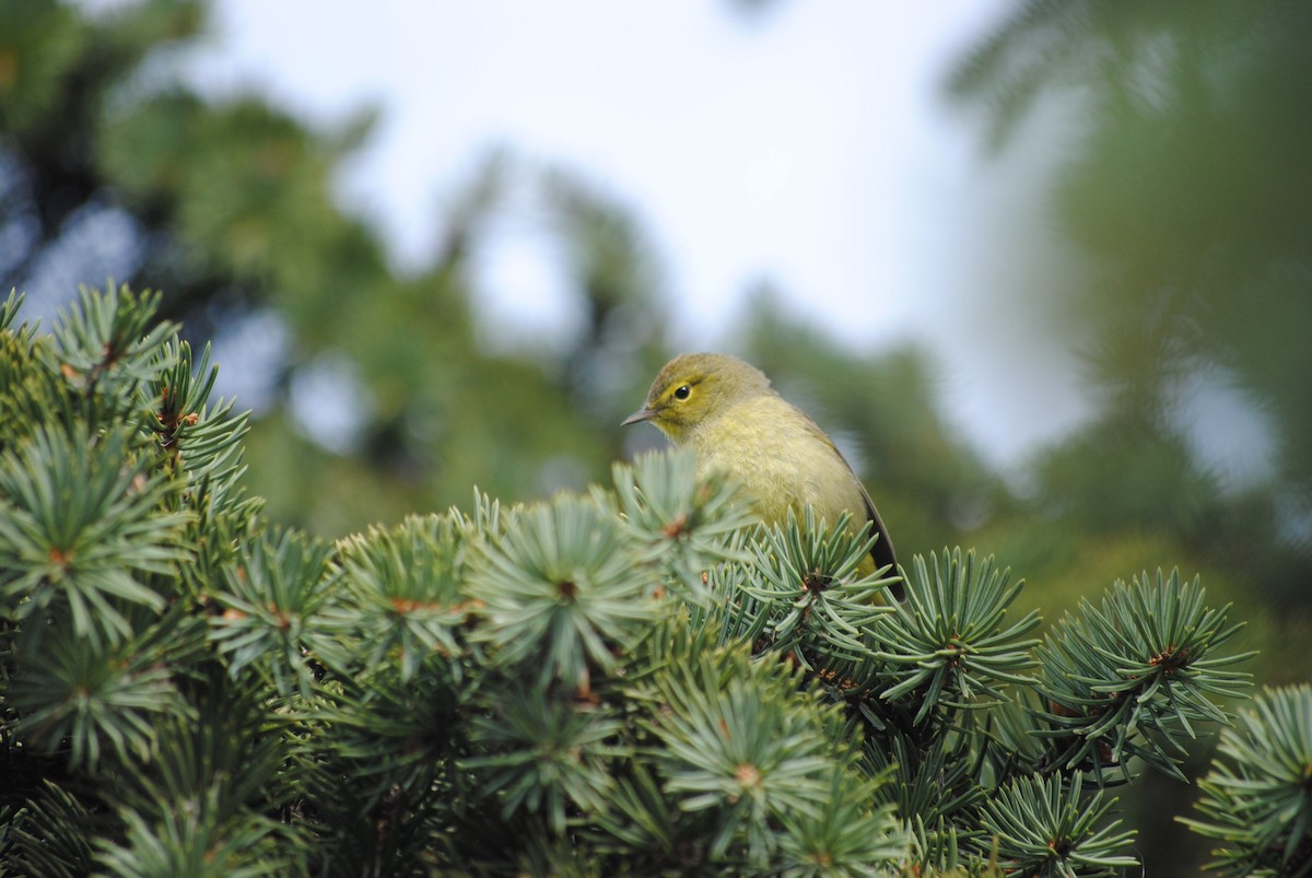 Orange-crowned Warbler - Gabriel Foley