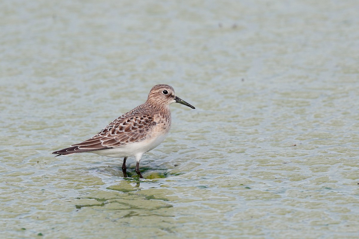 Baird's Sandpiper - Geoff Malosh