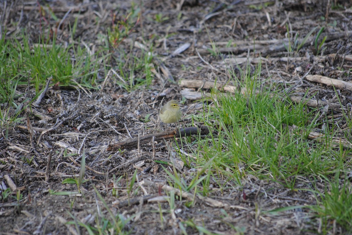 Orange-crowned Warbler - ML265695621