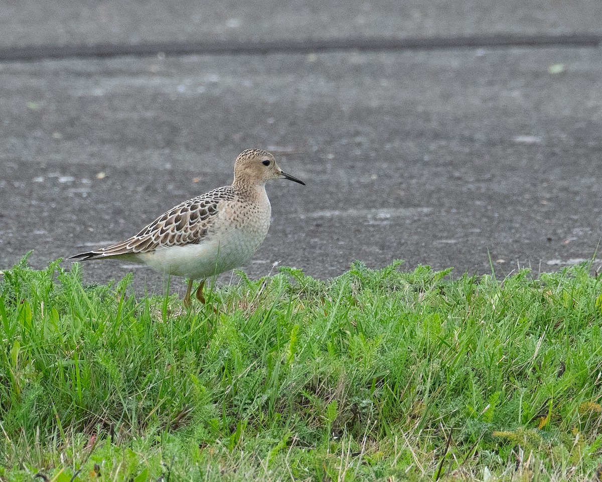 Buff-breasted Sandpiper - ML265697961