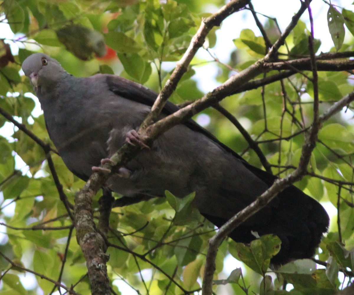 Nilgiri Wood-Pigeon - ML26569931