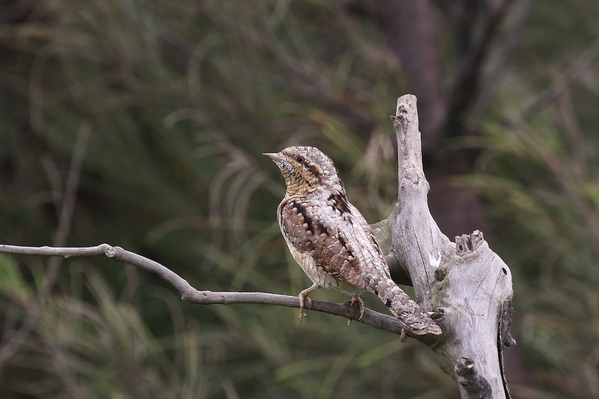 Eurasian Wryneck - ST Chien