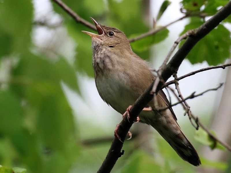 River Warbler - ML265700041