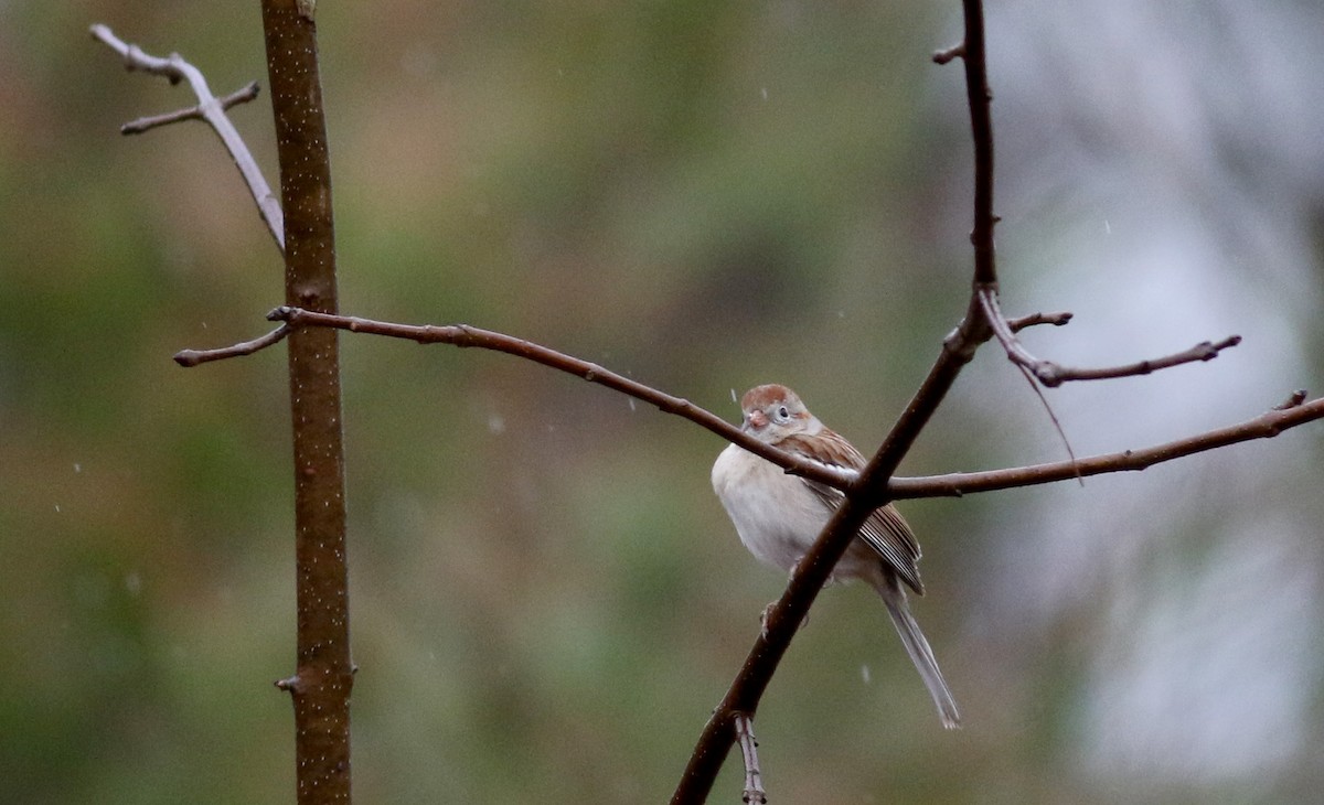 Field Sparrow - ML26570011