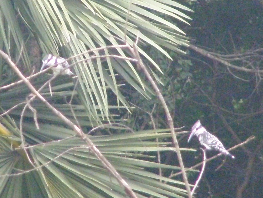 Pied Kingfisher - ML265700541