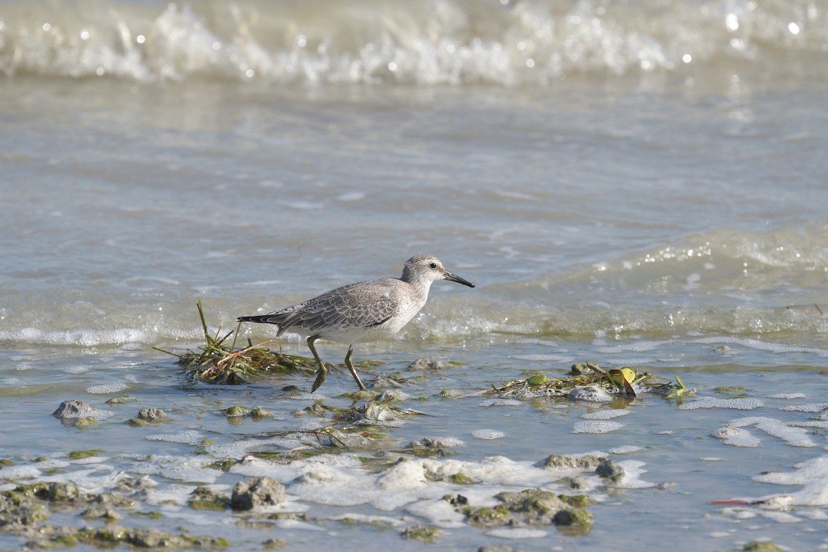 Red Knot - ML265701521