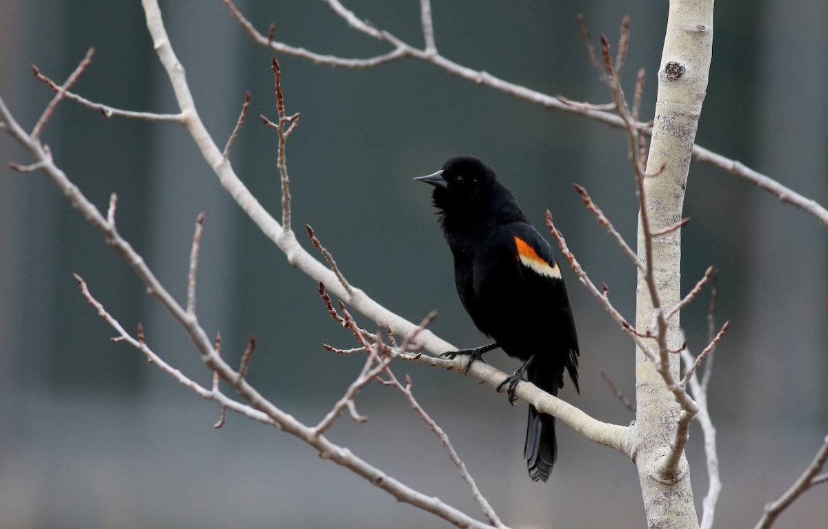 Red-winged Blackbird (Red-winged) - Jay McGowan