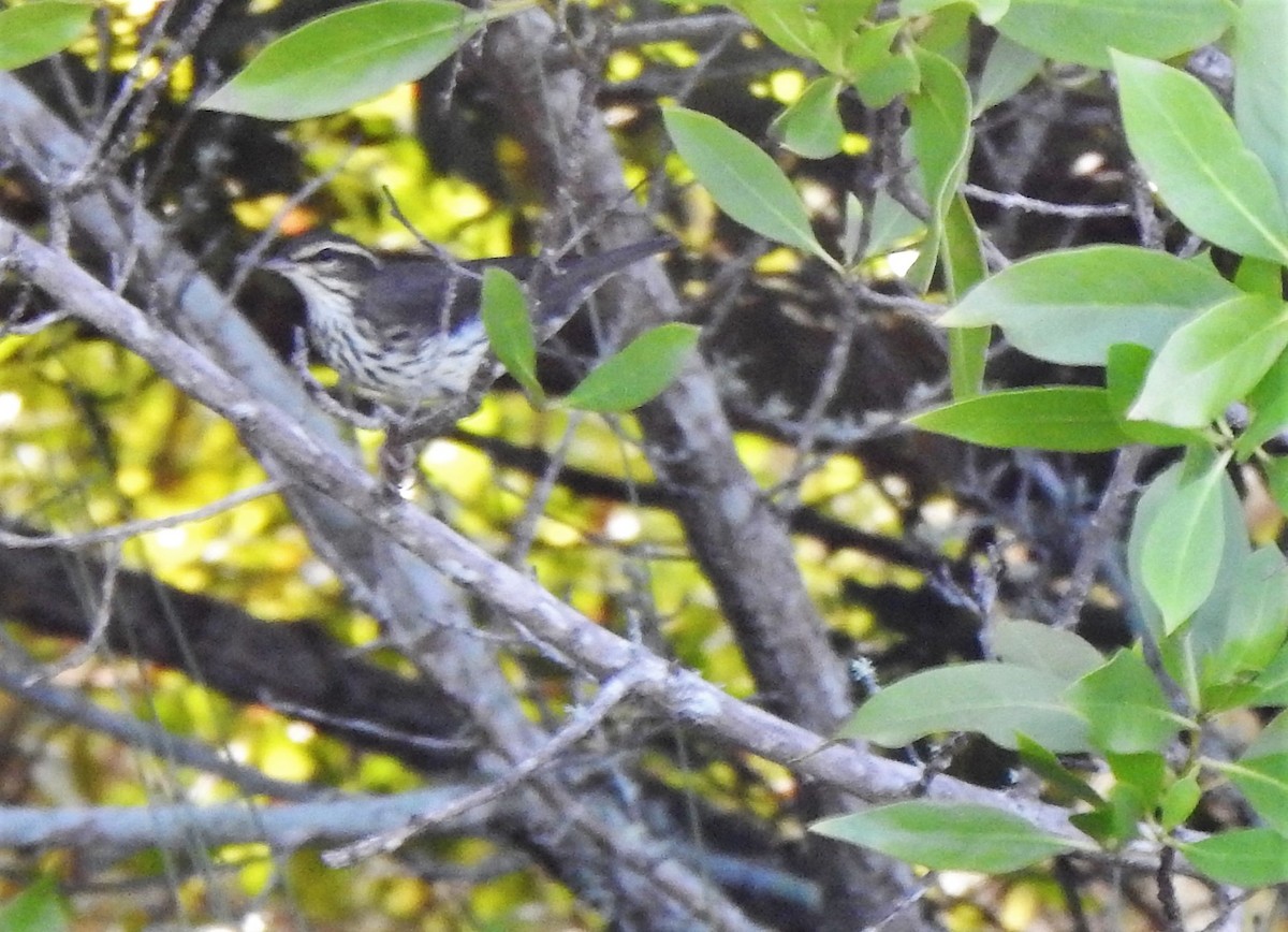 Northern Waterthrush - ML265702171