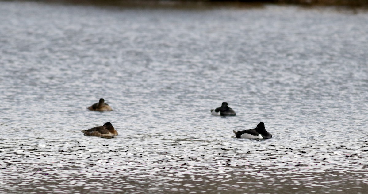 Ring-necked Duck - ML26570321