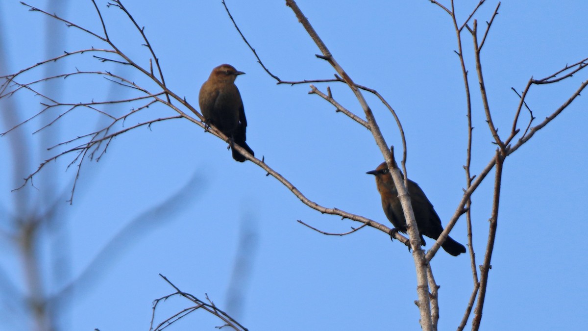 Rusty Blackbird - ML265705231