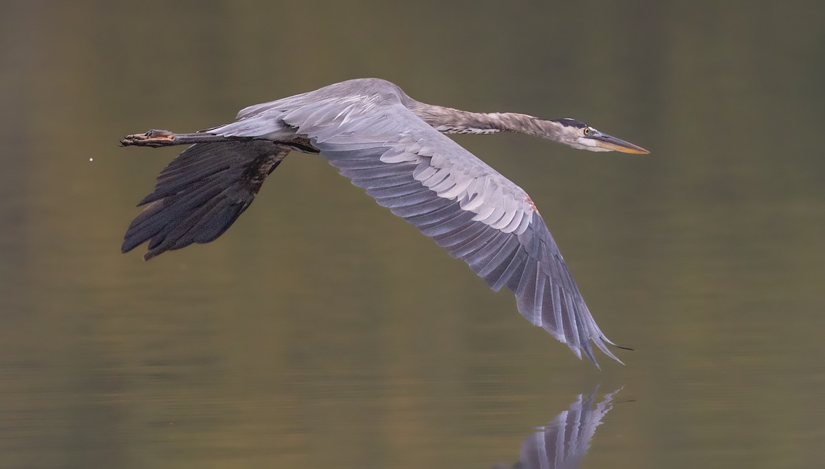 Great Blue Heron - ML265707881