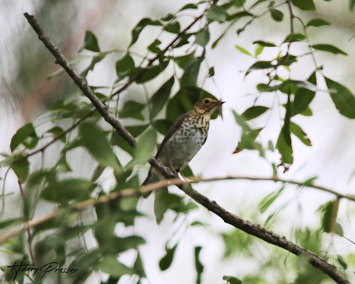 Swainson's Thrush - ML265708211