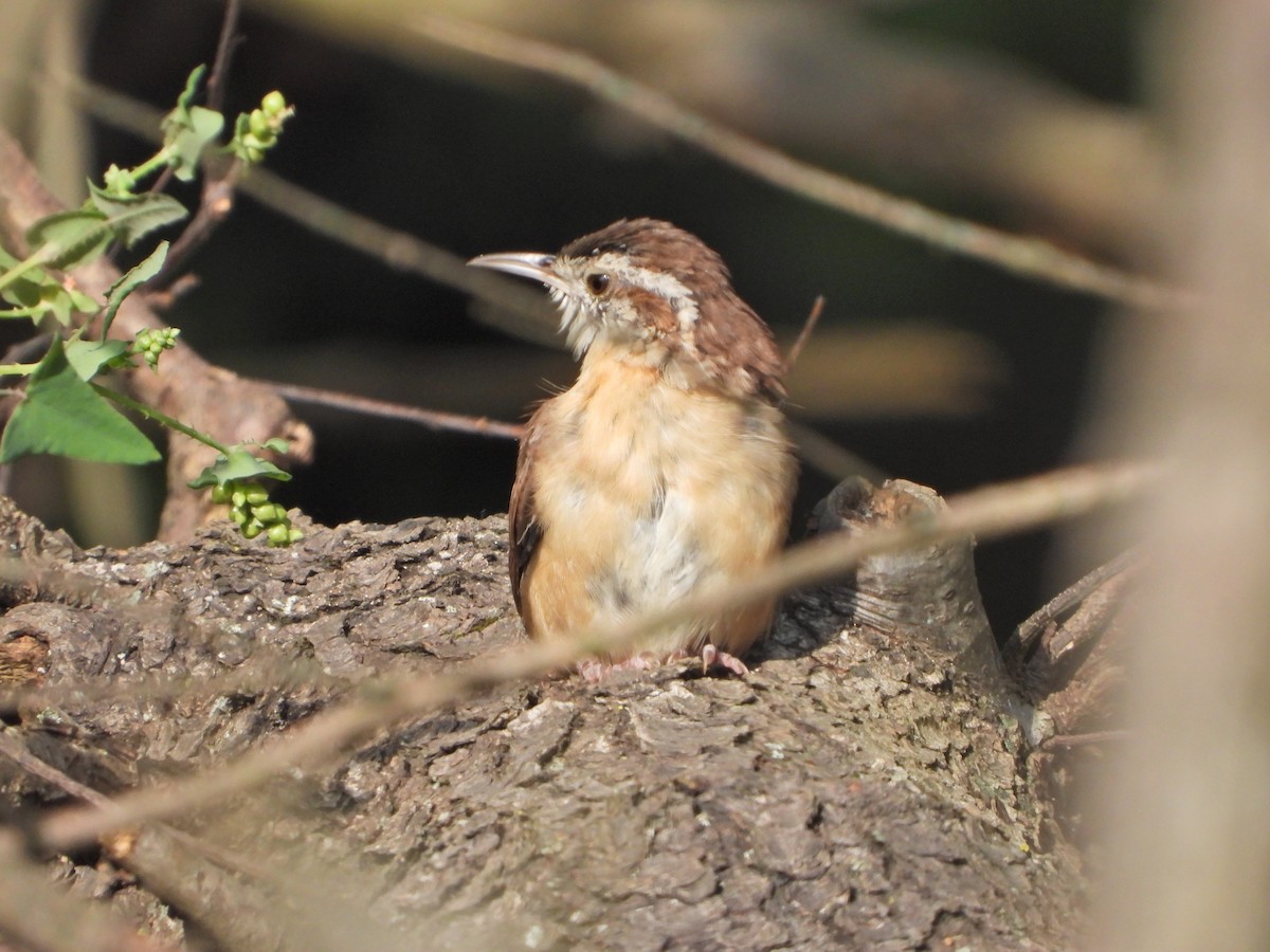 Carolina Wren - ML265708591