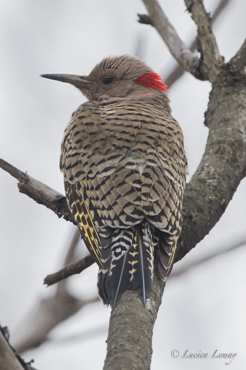 Northern Flicker - ML26570871