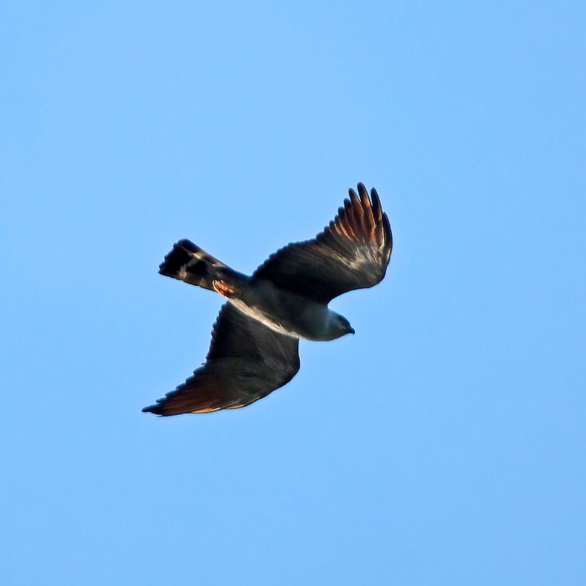 Plumbeous Kite - ML265709261