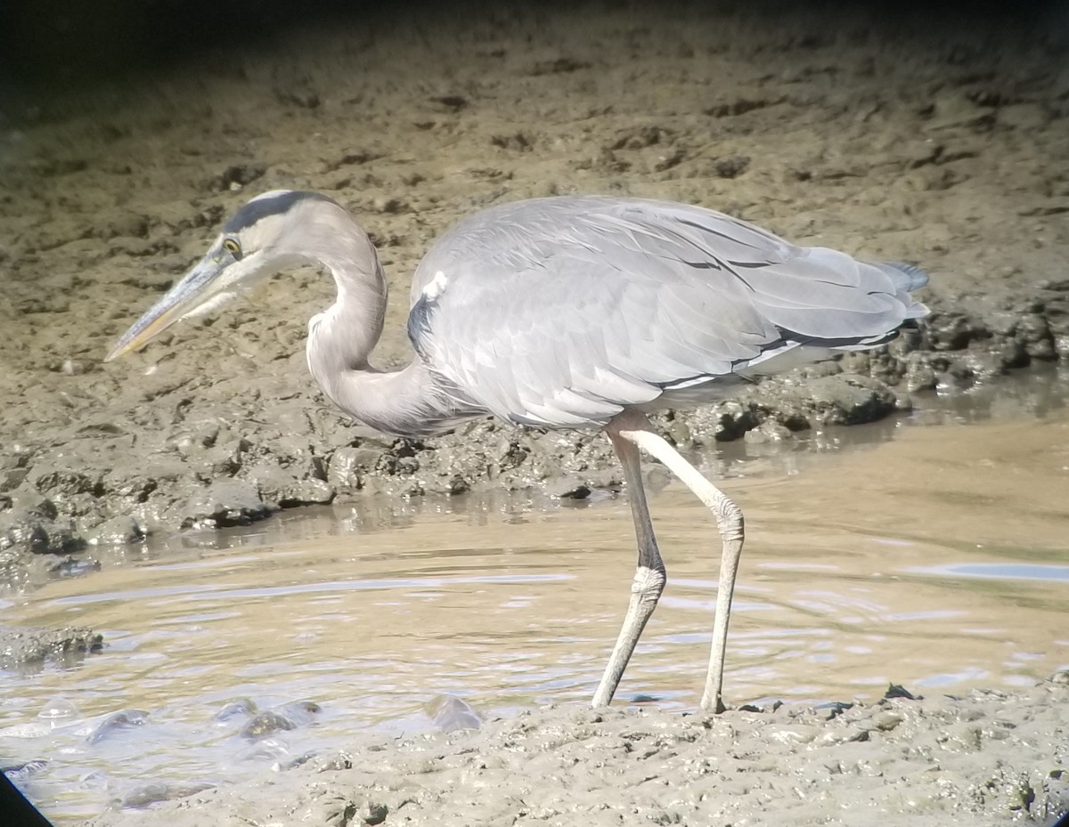 Great Blue Heron (Great Blue) - ML265709401