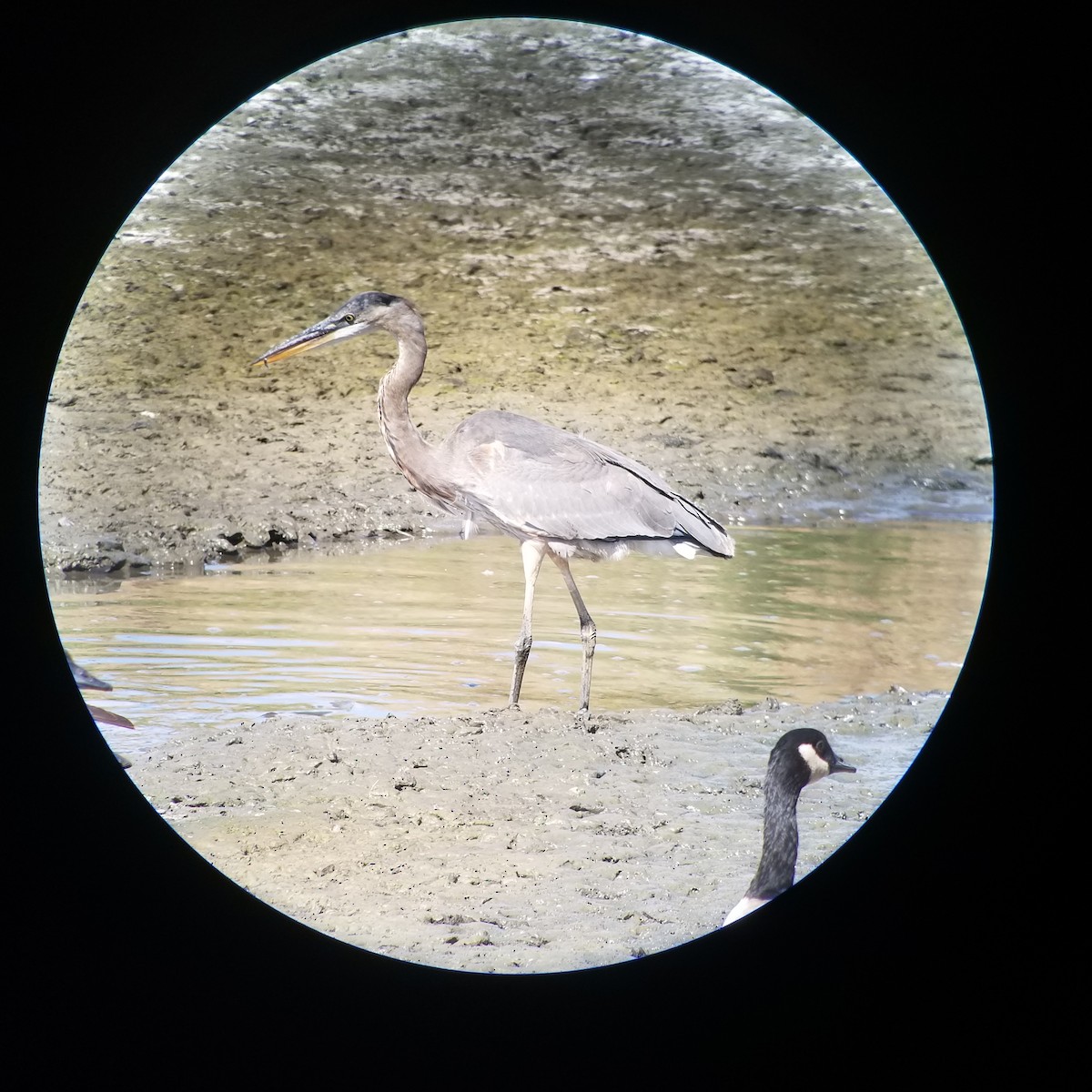 Great Blue Heron (Great Blue) - ML265709601