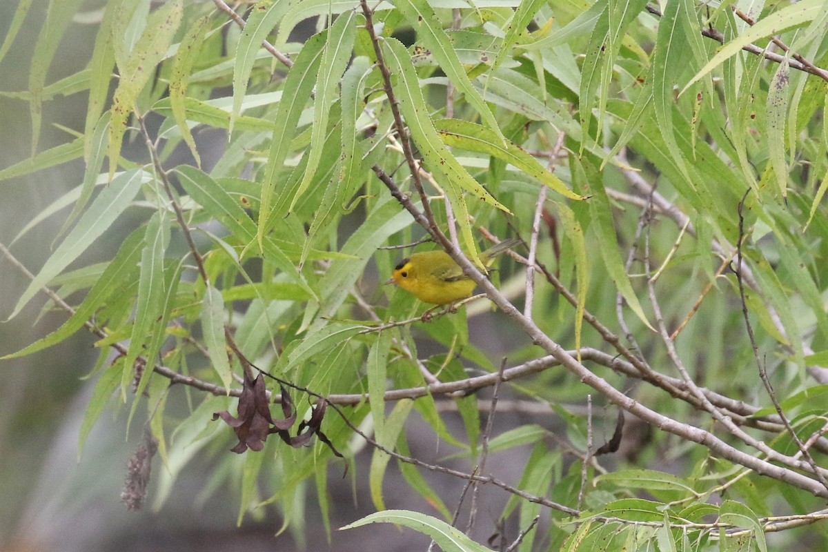 Wilson's Warbler - Tom Fangrow