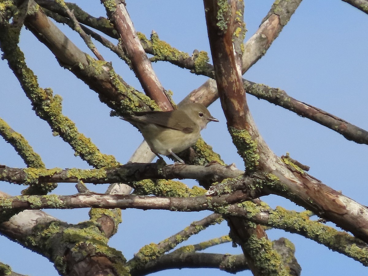 Garden Warbler - David Campbell